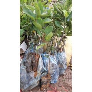 Cây giống lê đỏ Nam Phi hàng nhập khẩu , cây đẹp, giống chuẩn