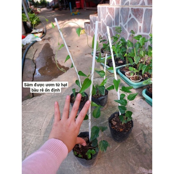 Giống sương sâm đã có rễ