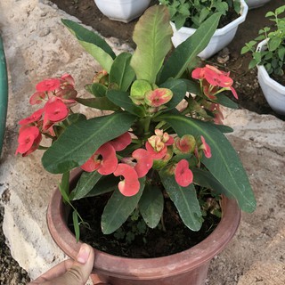 [Giá Tại Vườn] Cây Xương Rồng Bát Tiên Trồng Chậu Nhựa Đỏ Cao 20-25cm Hoa Lá Xum Đẹp Thích Hợp Trang Trí Sân Vườn