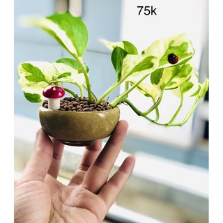 Chậu ngọc trầu bà sữa bonsai mini