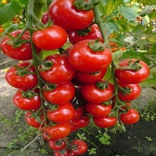 Hạt giống cà chua cherry đỏ VTP14 | Vạn Tín Store