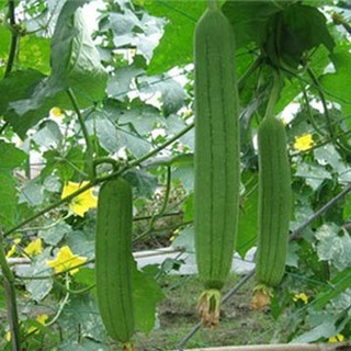 Hạt giống mướp hương
