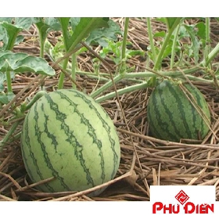 20 Hạt giống dưa hấu khổng lồ  PHÚ ĐIỀN