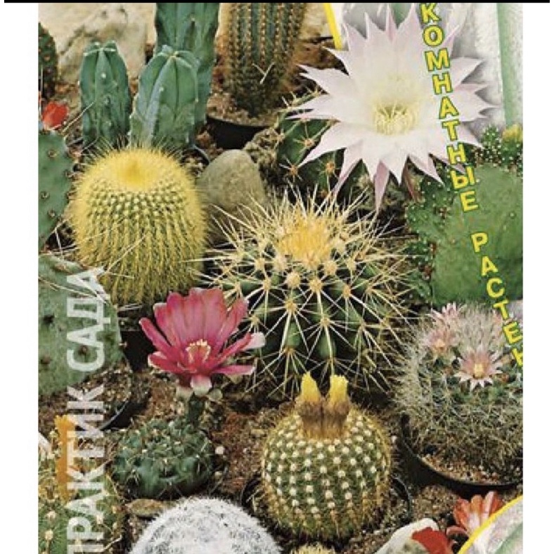 Hạt giống xương rồng mix màu