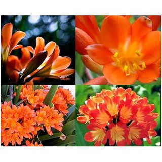 LAN QUÂN TỬ CÂY GIỐNG SIZE NHỎ, hàng rễ trần GIÁ RẺ