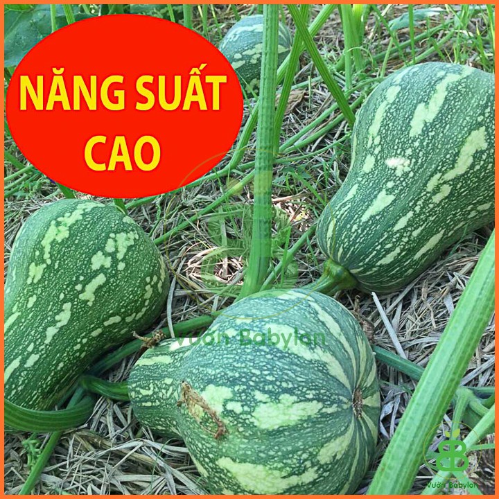 Hạt Giống Bí Đỏ Hạt Đậu Lai F1 Siêu Trái, Năng Suất Cao