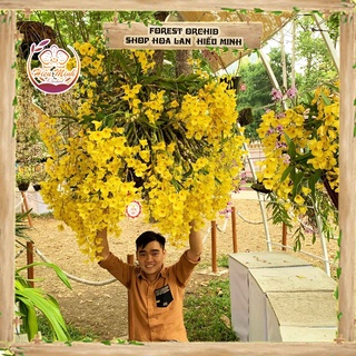 Hoa Lan đột biến Kim Điệp Xuân, Phong lan rừng Tây Bắc, Lào, Cây Giống Giá Rẻ, Địa, Hồ Điệp Đẹp
