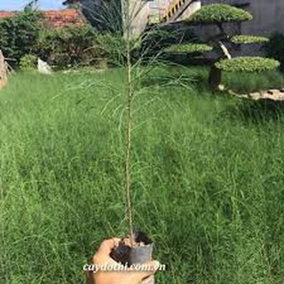CÂY GIỐNG PHI LAO (CÂY DƯƠNG LIỄU, CÂY XÌ LAO)