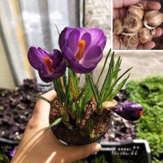 Củ hoa nghệ tây ( Saffron)