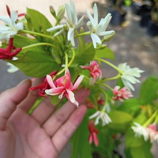 Dây sử quân tử, trang leo cho hoa thơm - Quisqualis indica L. - Summer Garden