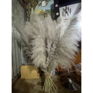 Cỏ Lau Khô Trang Trí Decor