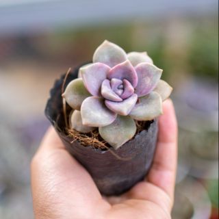 Sen đá hồng phấn