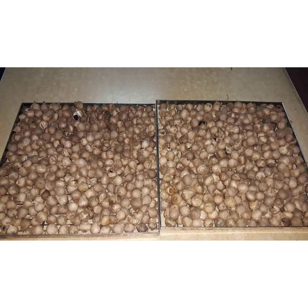 Freeship 0.5 kg tỏi đen cô đơn loại 1 -Tỏi Đen Nhà Xanh | BigBuy360 - bigbuy360.vn