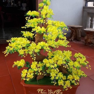 Combo nl hoa mai cả gốc 50cm