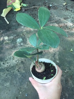 THIÊN TUẾ MÊXICO