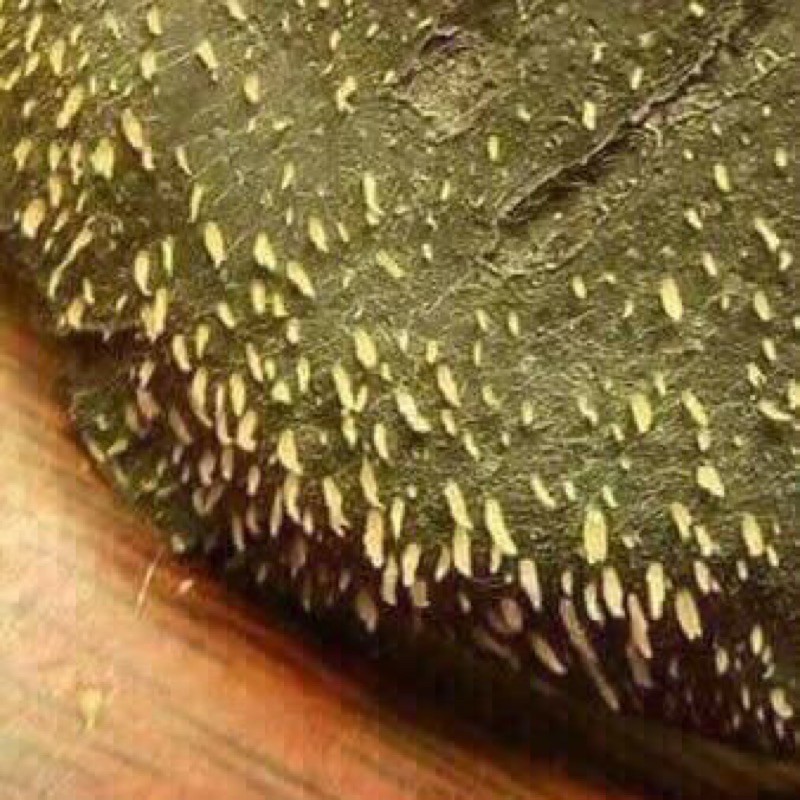 Lột mụn Trà Xanh thiên nhiên