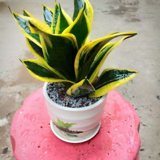 Lưỡi hổ thái kèm chậu sứ nhu ảnh
