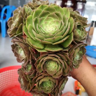Aeonium hoa hồng