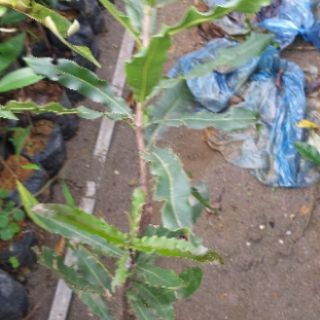Cây giống mắc ca ghép