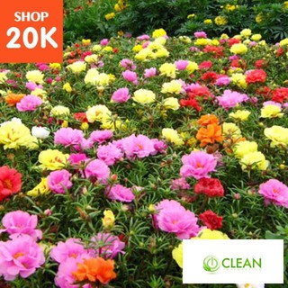 Giống hoa Mười giờ mix (100 hạt nhiều màu)