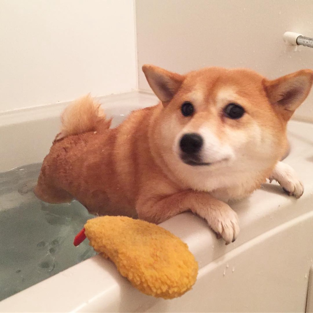 Đồ Chơi GặM HìNh Rau Củ Quả Cho Thú Cưng