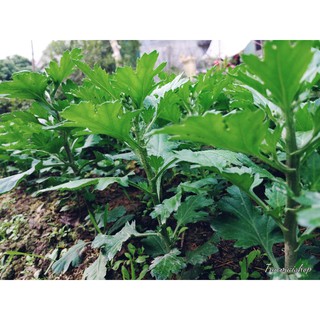 cây hoa cúc vàng pha lê to trồng chậu chơi tết