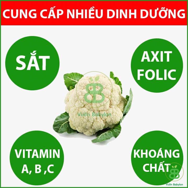 Hạt Giống Bông Cải Trắng Dễ Trồng, Chịu Nhiệt - Súp Lơ Trắng 0,3gram