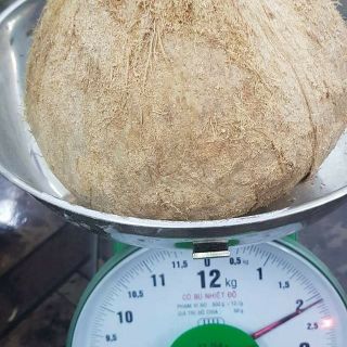 Dừa khô tuyển chọn 1 trái