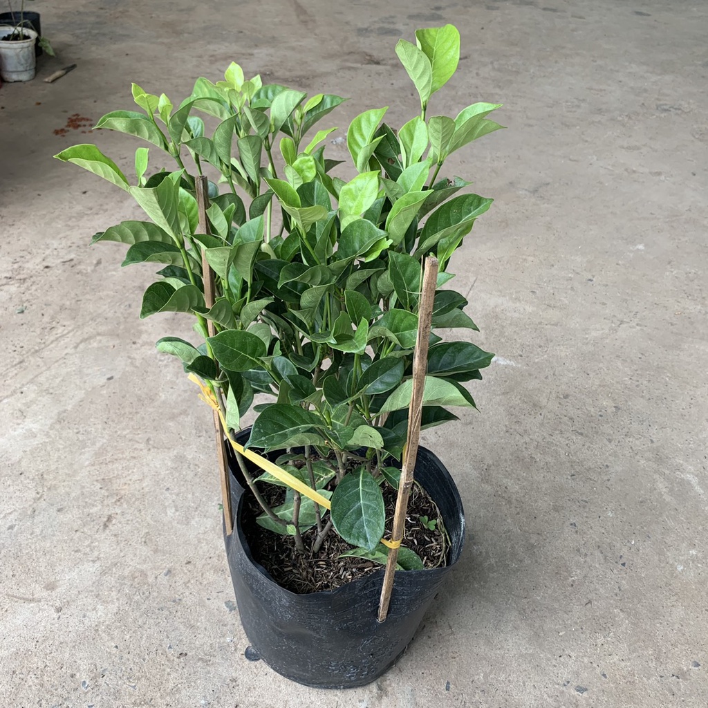 Cây lài vàng/lài hoàng đế cho hoa lâu tàn, rất thơm - Gardenia tubifera