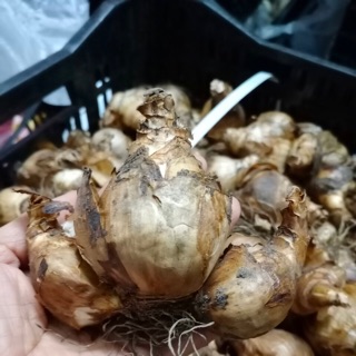 Củ giống hoa thuỷ tiên ( giống Hà Lan)