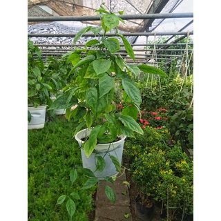 Cây hoa lan hoàng dương - cây chuỗi ngọc ⚡️ free ship ⚡️ hoa vàng cao 50cm thích hợp trang trí ban công