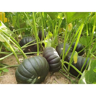 [12 hạt] giống bí đỏ tròn bánh xe