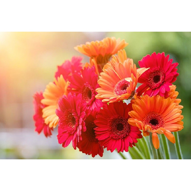 Chất dưỡng hoa tươi CHRYSAL, Dưỡng hoa lâu tàn