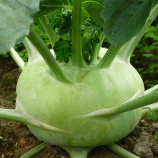 hạt giống su hào xanh 200 hạt (su hào)