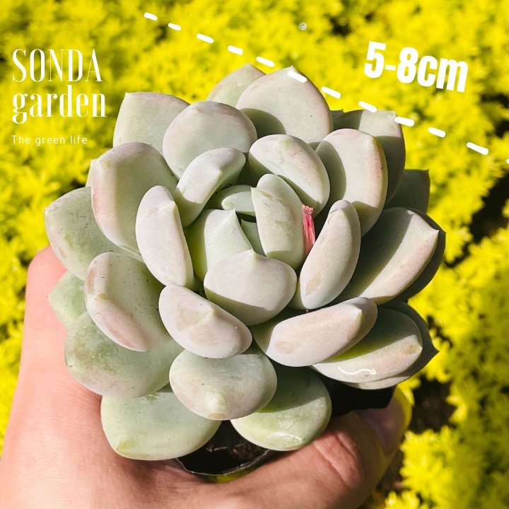 Sen đá sỏi xanh SONDA GARDEN size bé 5-8cm, xuất xứ Đà Lạt, khoẻ đẹp, lỗi 1 đổi 1