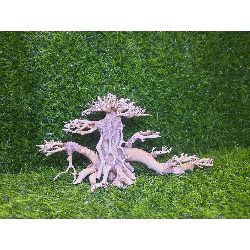 Lũa bonsai cấy rêu 2 thân