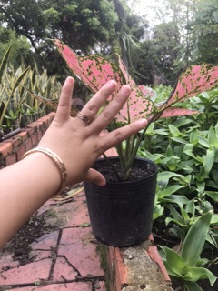 Cây vạn lộc (cây thiên phú) nhà vườn