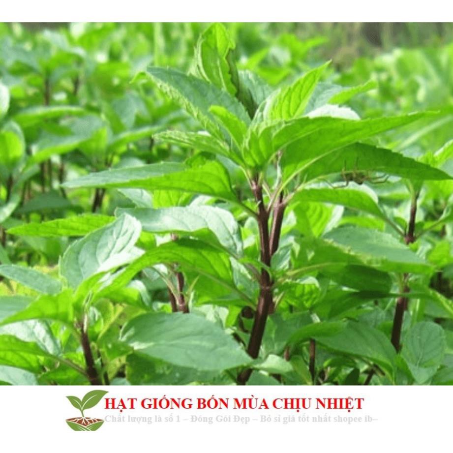 Gói 100 Hạt Giống Húng Quế (Ocimum basilicum