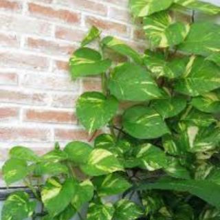 Trầu Bà Ta KT: Nhỏ, trung, lớn