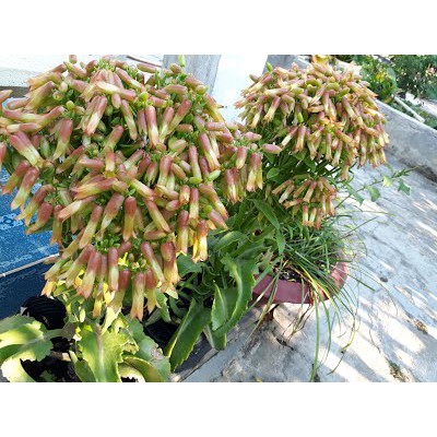 Combo 10 cây Sống đời chuông ra hoa dịp Tết