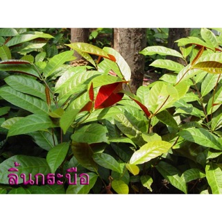Lá tắm chữa dị ứng, mề đay ( lá đơn đỏ)