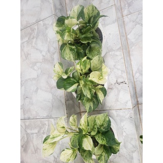 Cây trầu bà Trầu Bà Manjula Pothos(tặng kèm phân bón)