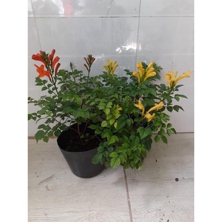 Cây hoa rạng đông/ cây chùm ớt