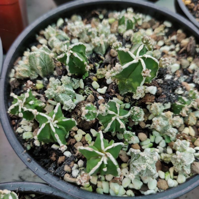 Xương rồng Nàng Gạo - Astro Fukuryo  - Da xanh/da cám