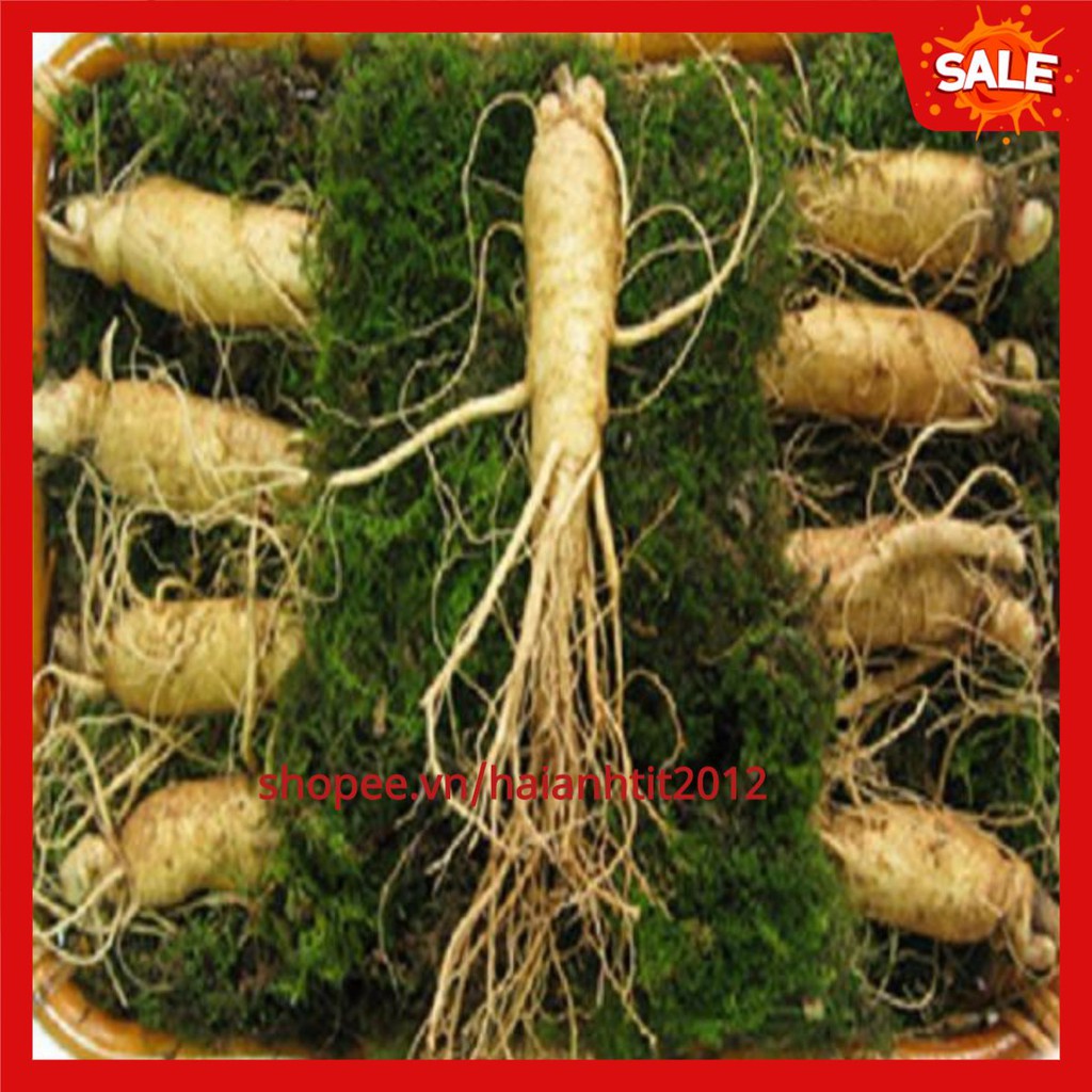 sale!  SÂM TƯƠI HÀN QUỐC 100% NHẬP KHẨU, KHÔNG CHẤT BẢO QUẢN. LOẠI 10CỦ /1KG