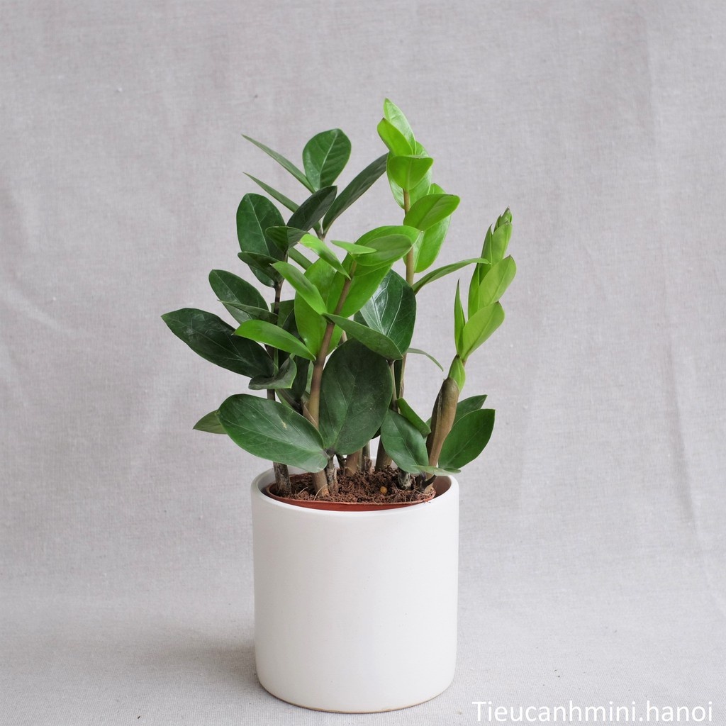 Chậu Trụ 11x11cm Trồng Cây Để Bàn, Cây Phong Thủy