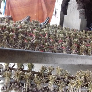 Tỏi ta tía Hoà Bình