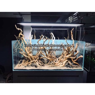 LŨA NHÁNH ĐỖ QUYÊN SETUP HỒ CÁ, HỒ THUỶ SINH