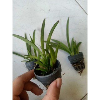 Vũ nữ bút chì nhiều màu
