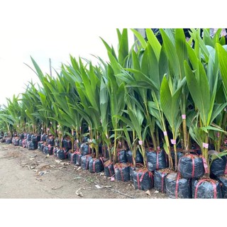 cây dừa xiêm lùn